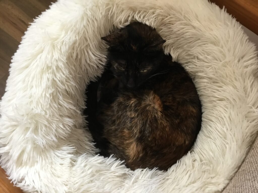 Smudge the cat in her fluffy bed on Grand Cayman Island