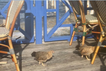 Feral Chickens on Grand Cayman Island