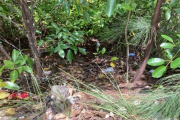 Trash in Foliage on Grand Cayman