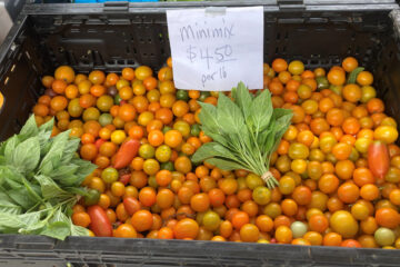 Minimix tomatoes at the Farmer's Market on Grand Cayman Island
