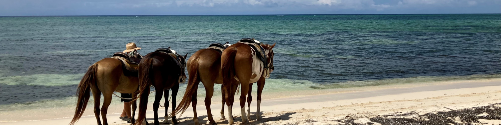 Horseback riding on the beaches of Grand Cayman Island