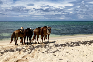 Horseback riding on the beaches of Grand Cayman Island