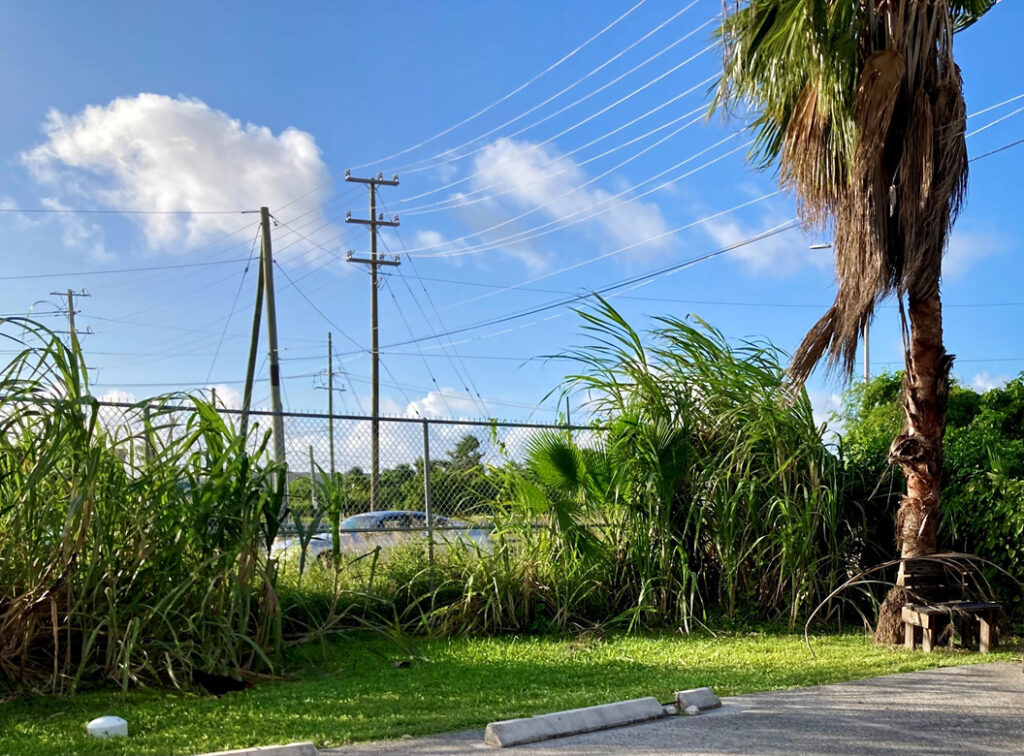 Sugarcane patch growing on Grand Cayman Island.