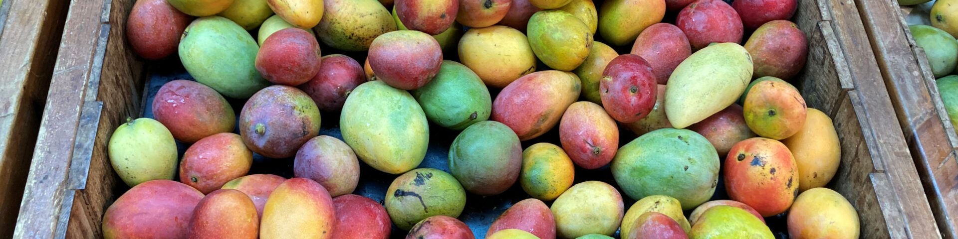 Multiocolored Mangos in a bin on Grand Cayman Island