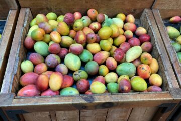 Multiocolored Mangos in a bin on Grand Cayman Island