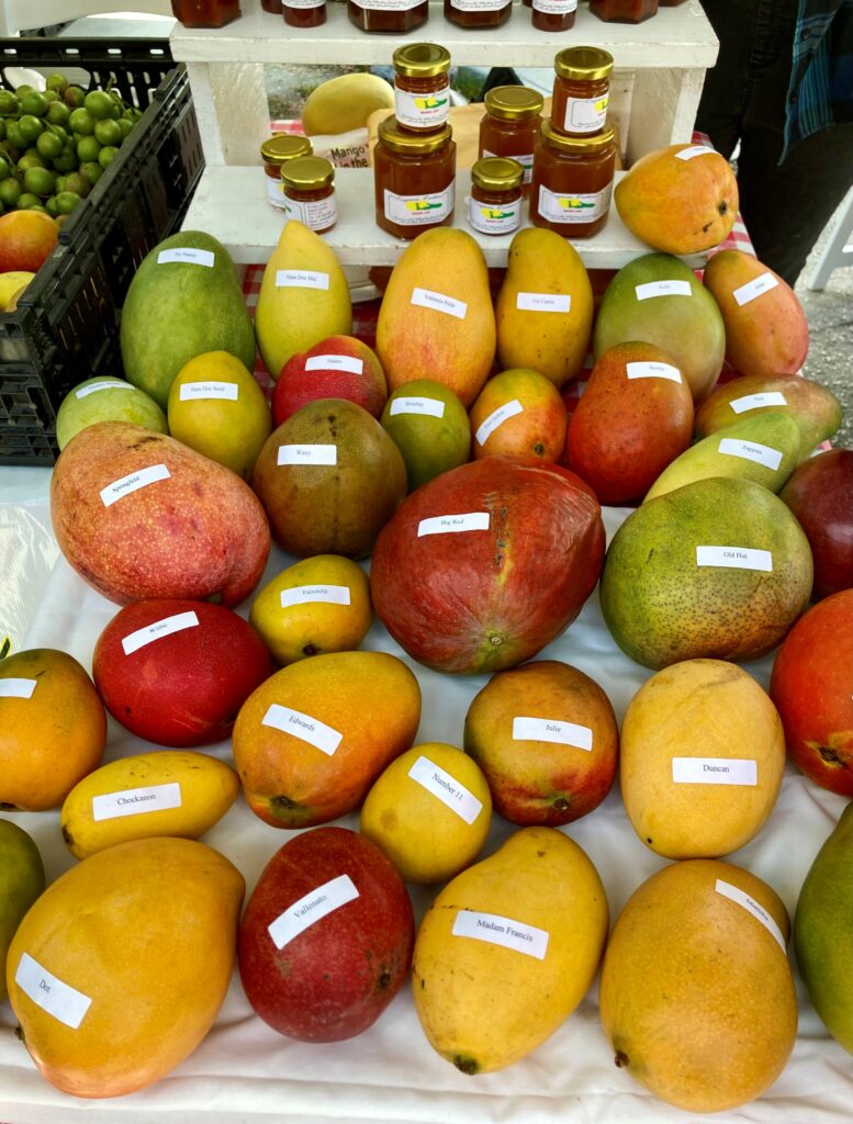 Fresh Mangoes at Mango Fest on Grand Cayman Island.
