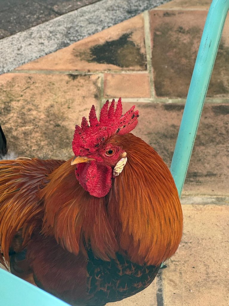 Rooster crowing on Grand Cayman Island fromJoyce Imparato